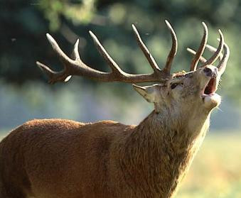 Sept-oct Ecouter le brame du cerf depuis la maison