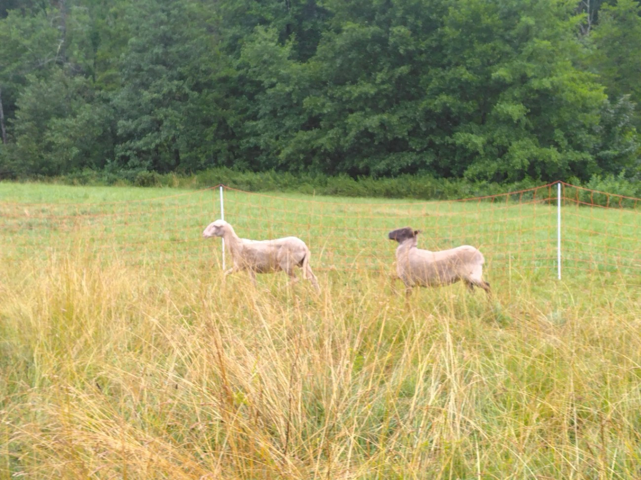 Animaux de la ferme