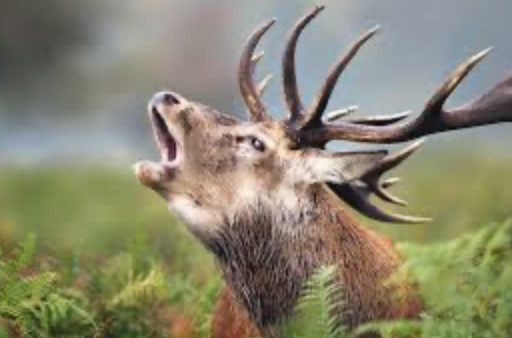 Brame du cerf