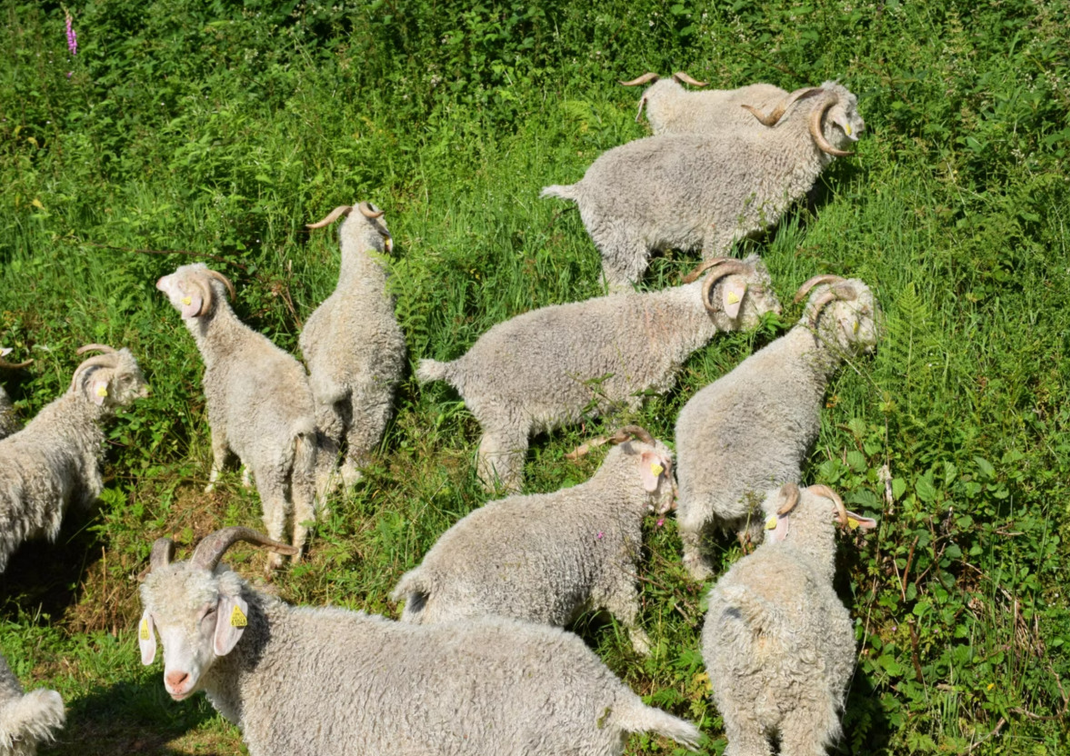 Immersion avec nos chèvres