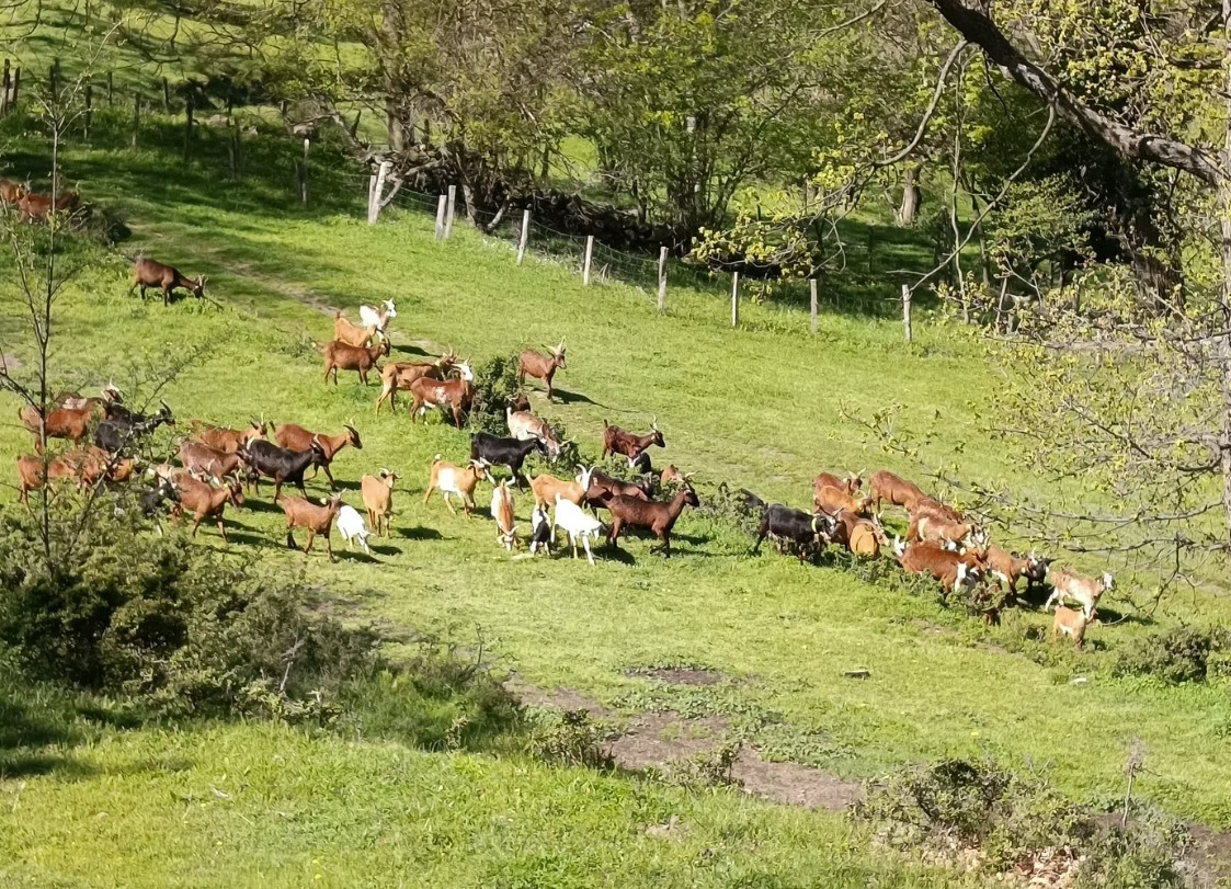 Ferme familiale perchée à 680 m d’altitude, face au majestueux Mont Canigou