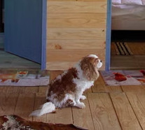 Amis canins