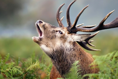 Ecoute du Brame du cerf