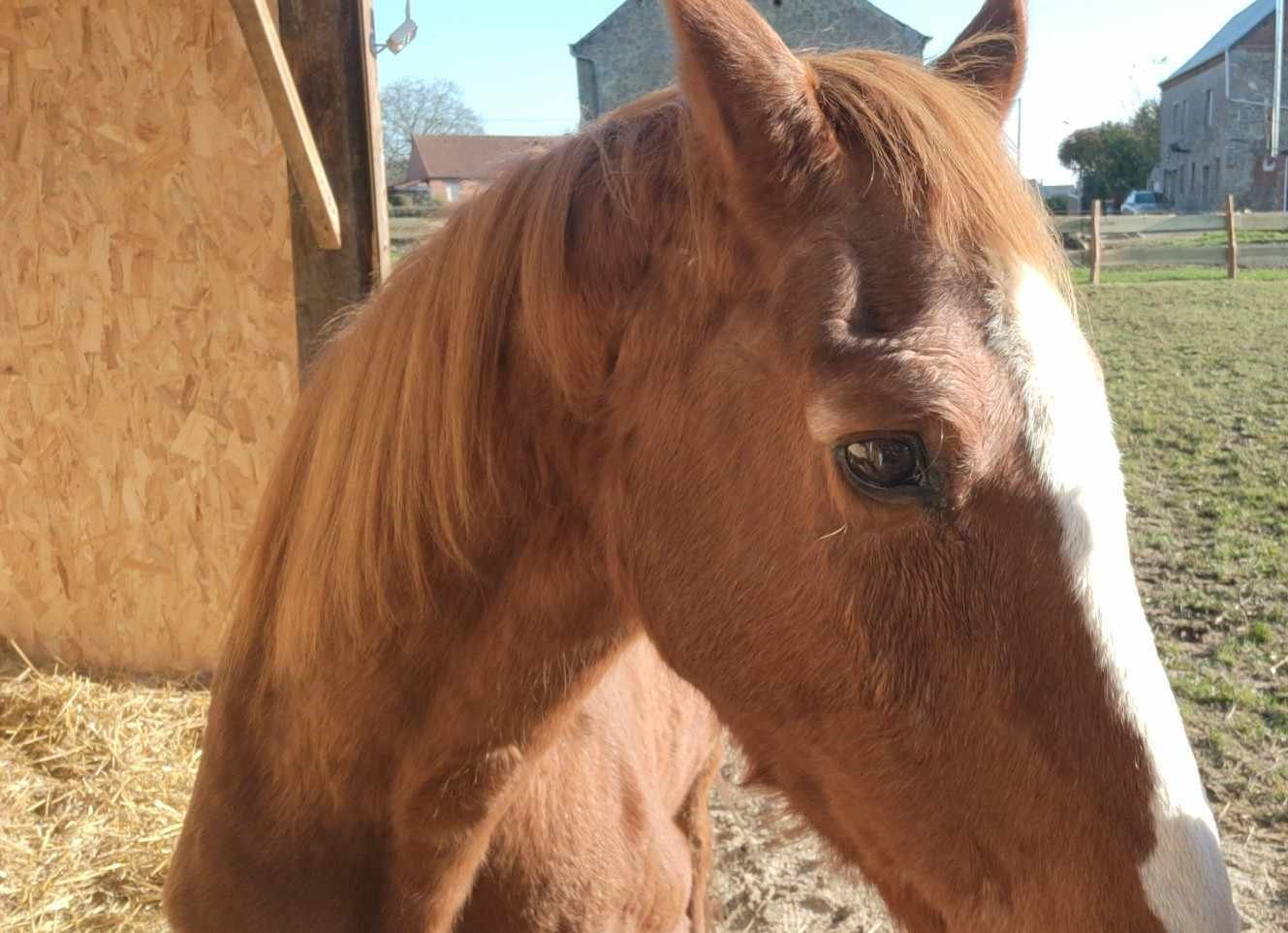 Rencontre avec Toronto notre Cheval