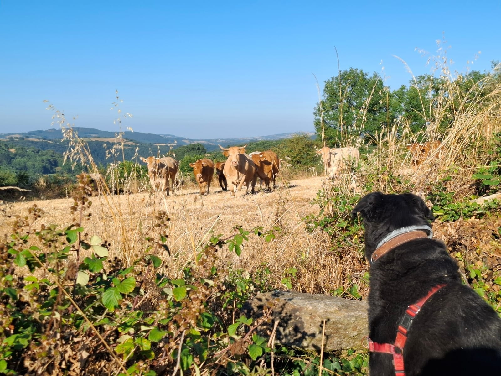 Nos animaux