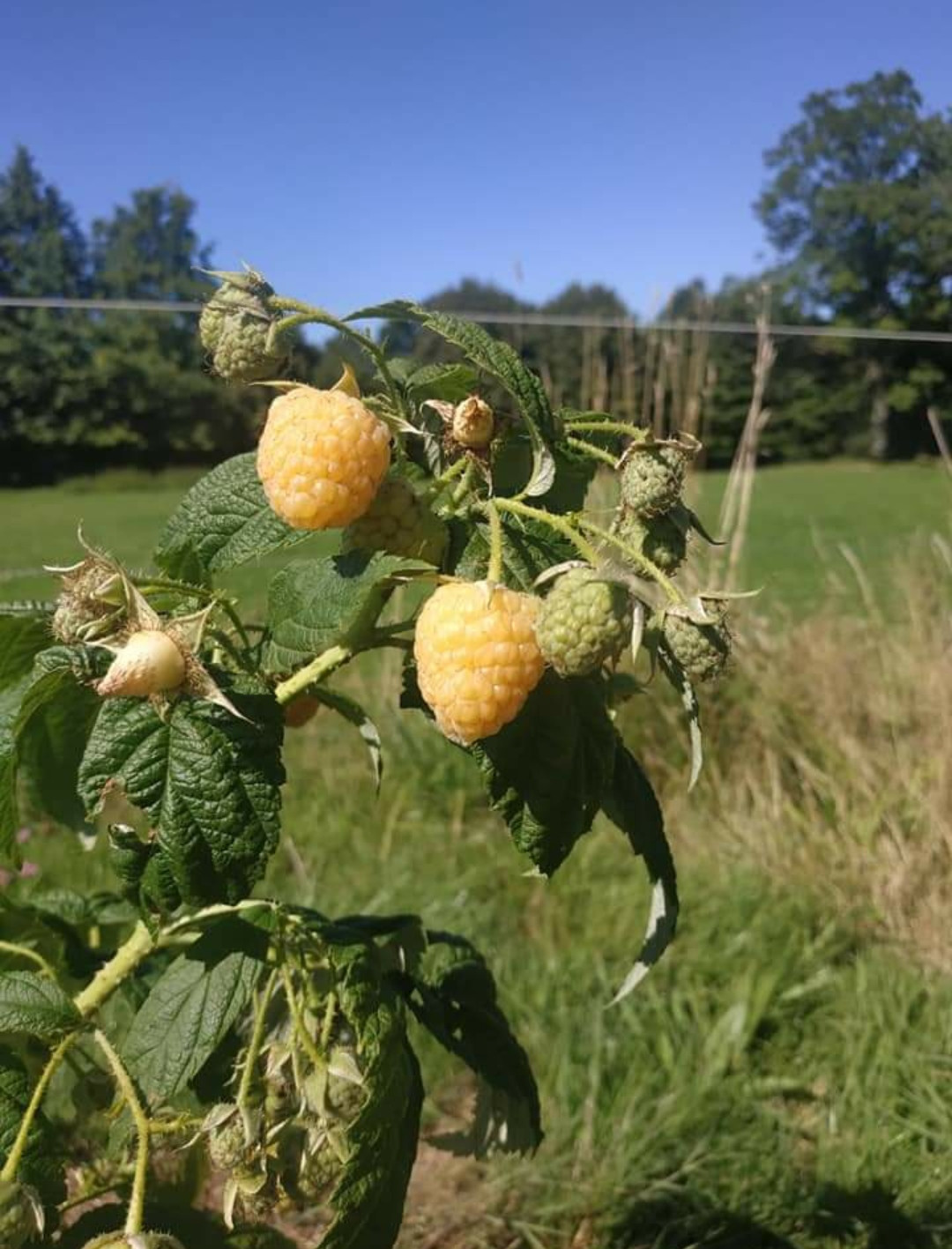 Cueillette de fruits de saison