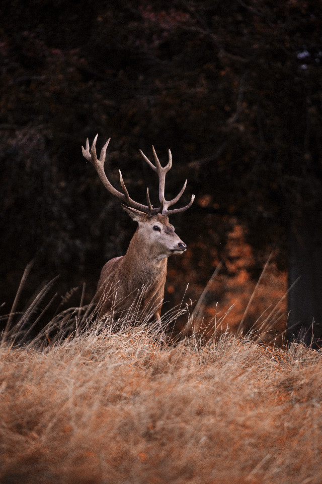 L'expérience inoubliable du brame du cerf -automne