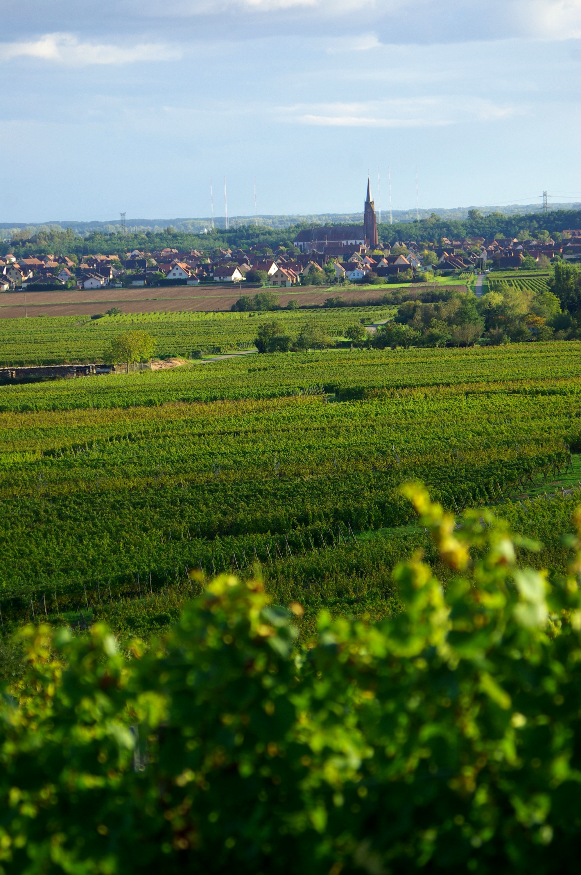 Balade dans les vignes