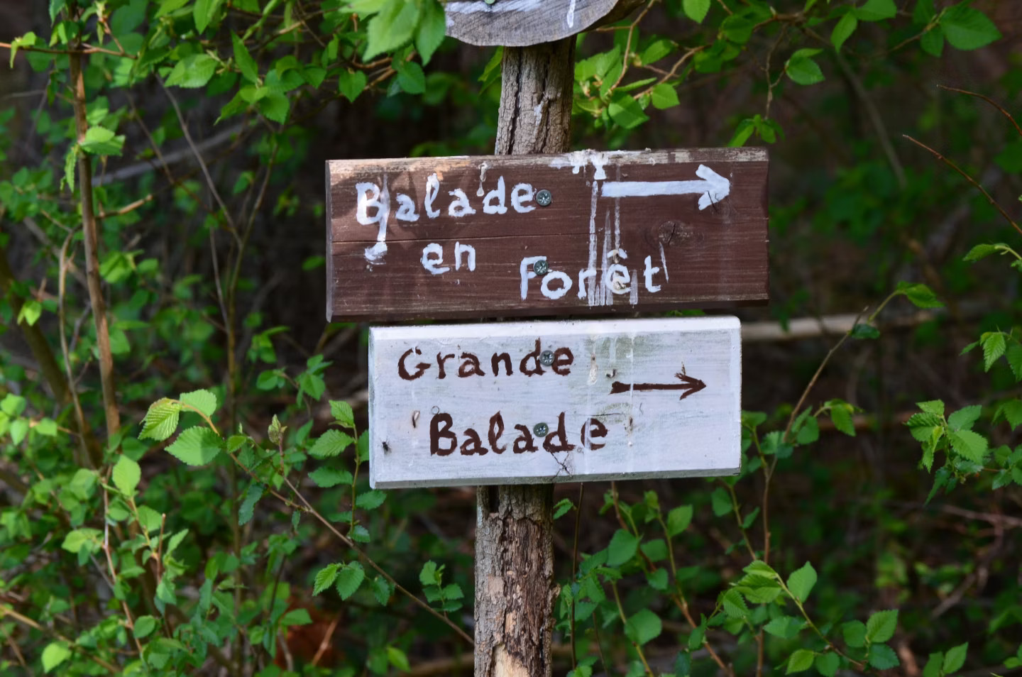 Balades bucoliques au départ du domaine