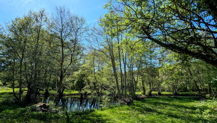 Au calme, au bord de l’étang