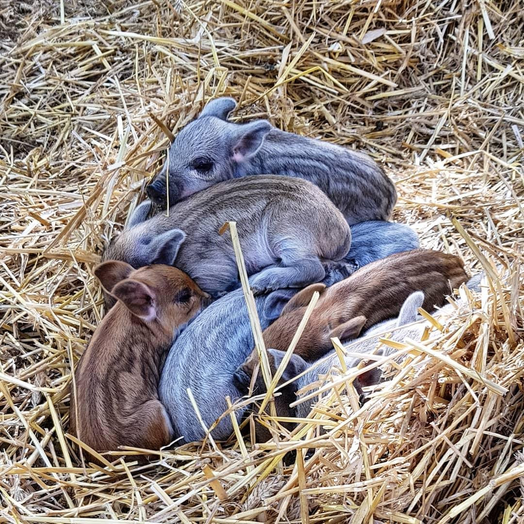 Visite de l'élevage de porcs mangalica