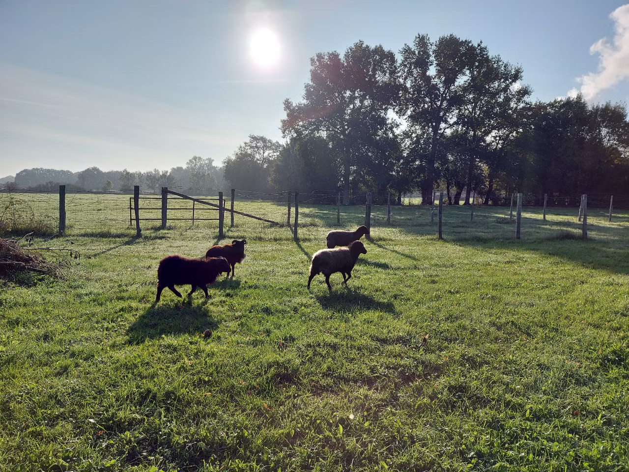 Animaux de la  ferme