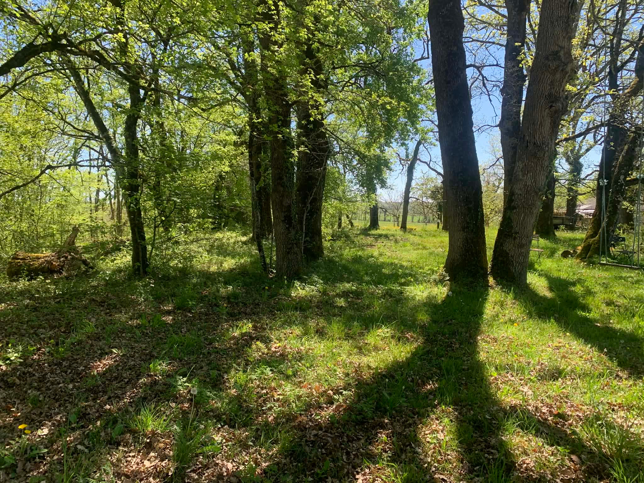 Des arbres à perte de vue