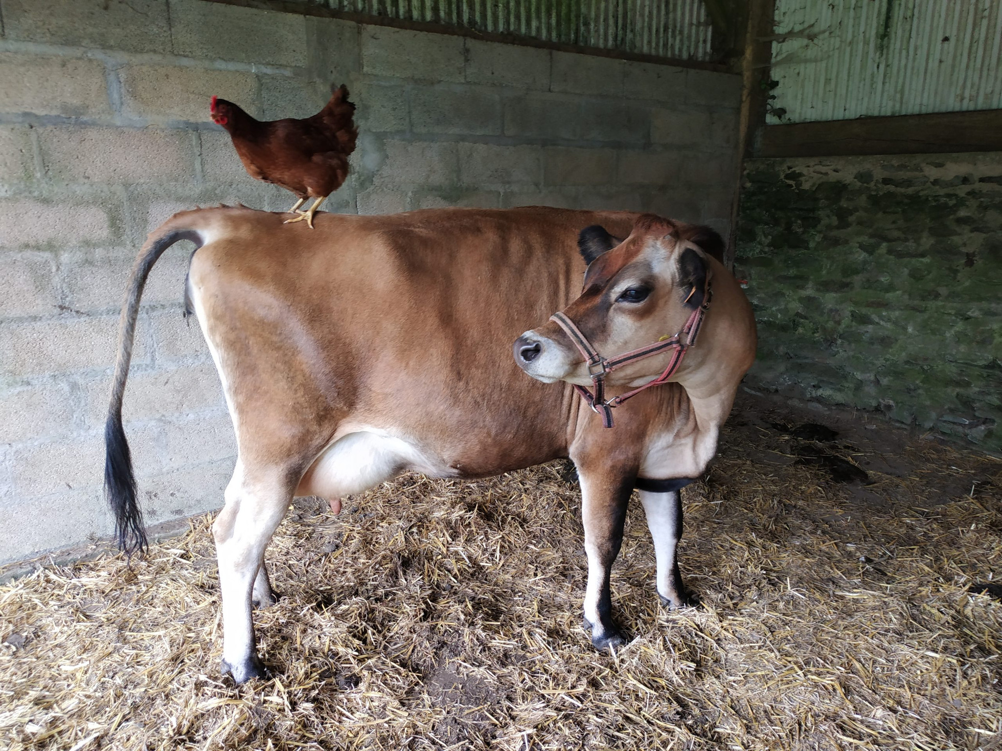 Visite et ateliers à la ferme