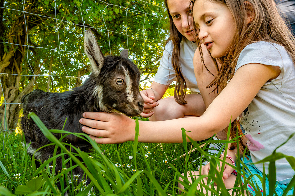 Visite de la ferme et découverte des races locales