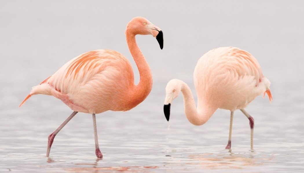 Flamants roses en liberté : la magie des étangs