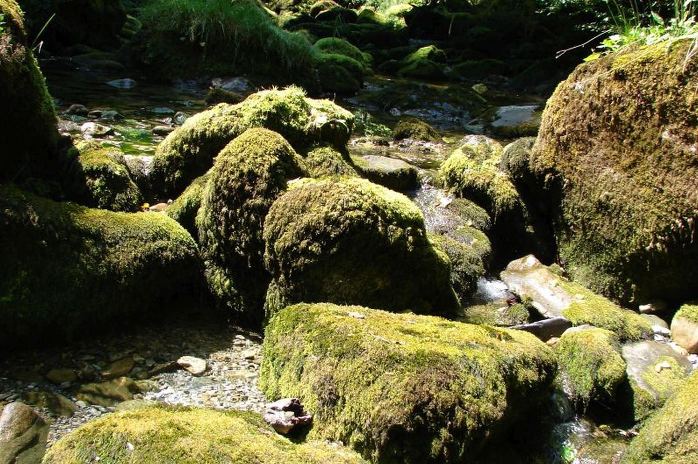 Au coeur de la forêt d'Issaux