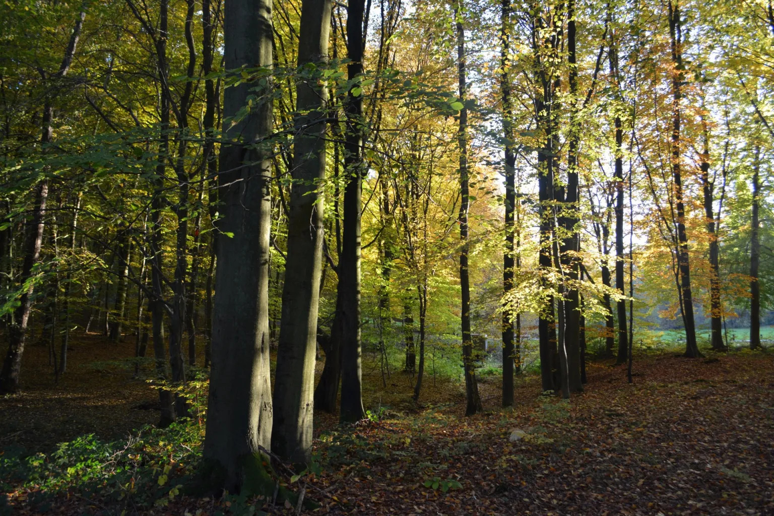 FORET TRES VASTE