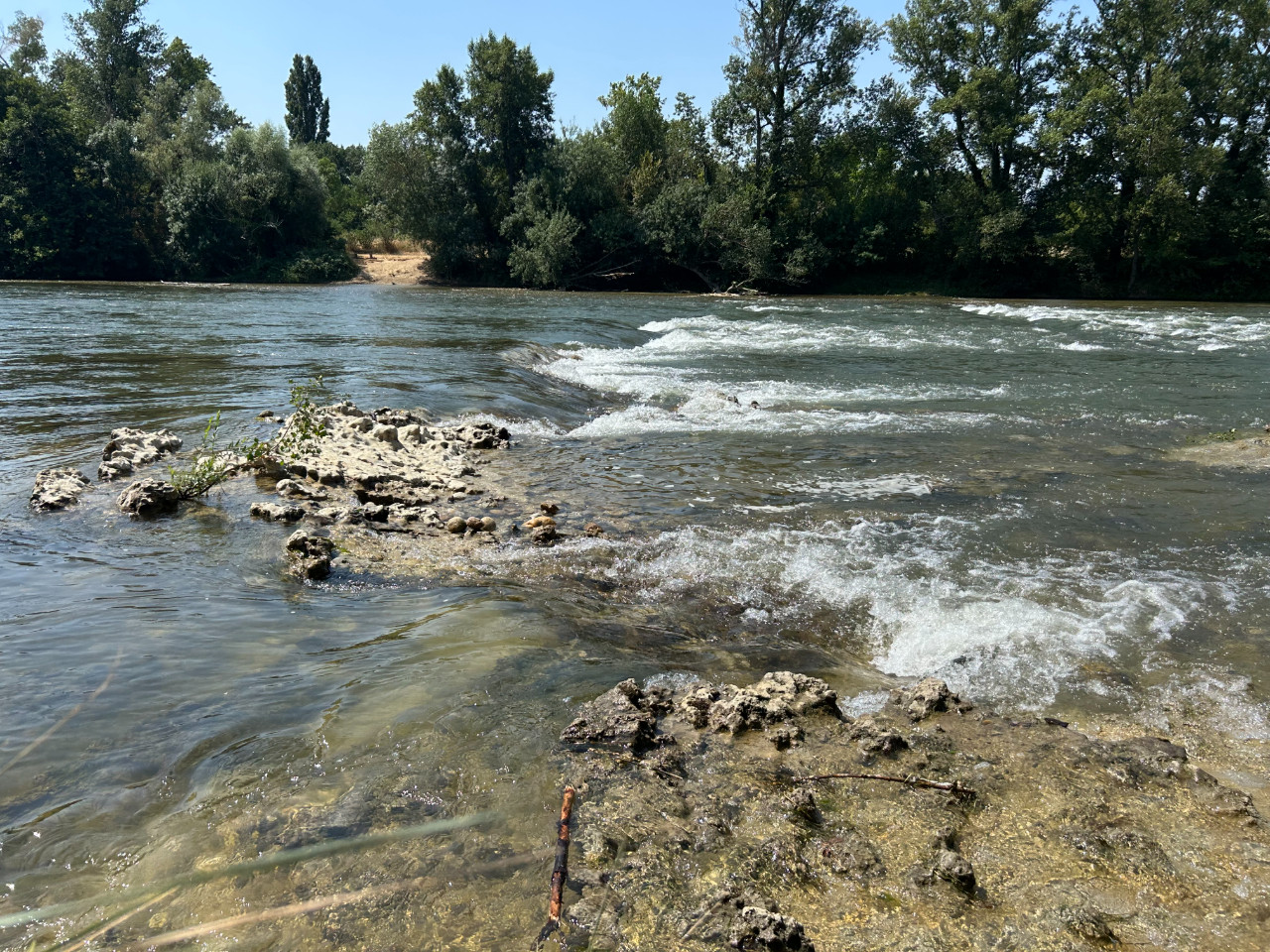 Visite de la réserve naturelle Confluent Garonne
