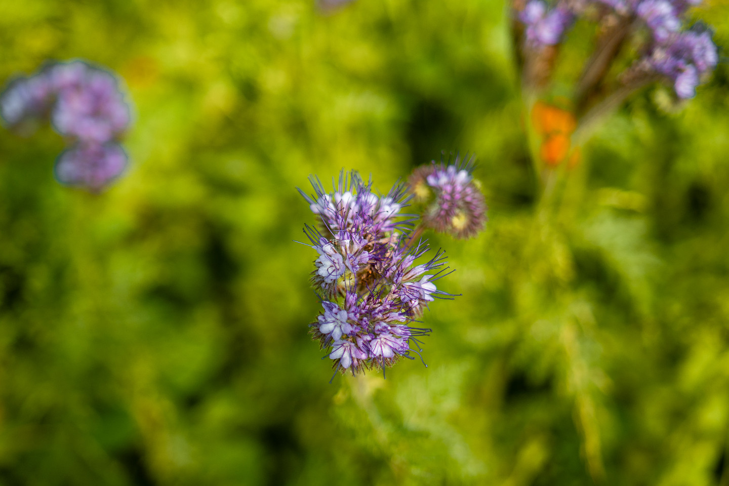 Un jardin dans le bocage normand