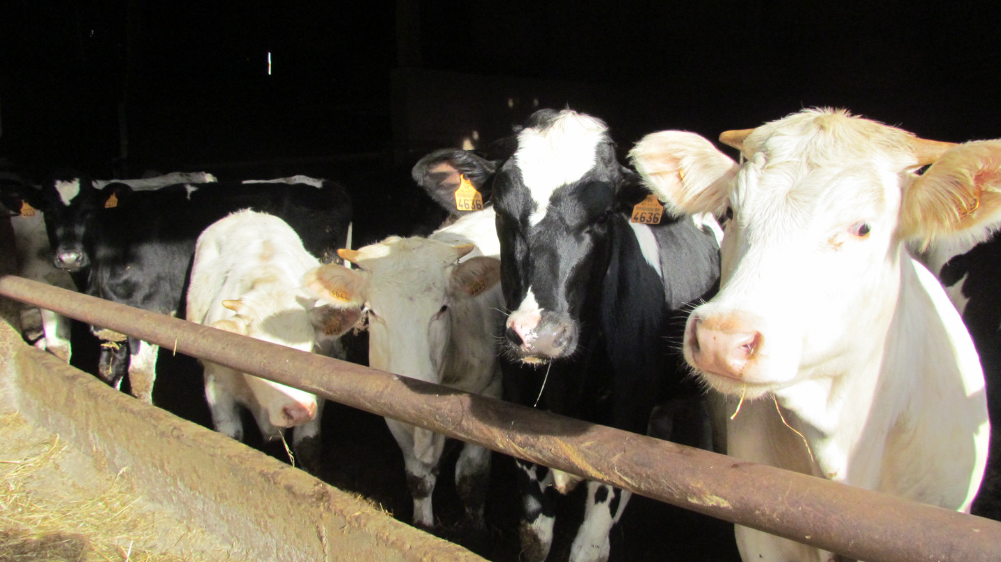visite de la ferme