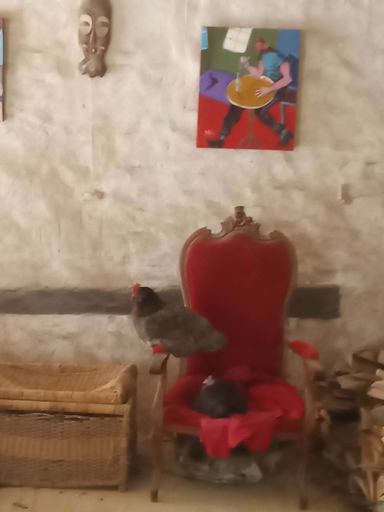 Poules en liberté