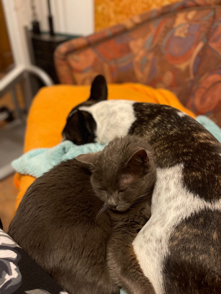nos amis a 4 pates sont les bienvenusJ’accepte gratuitement les chiens jusqu’à 16 kg : ils sont les bienvenus au gîte. J’ai moi-même un bouledogue français ainsi que deux chats qui vivent à la maison et dans le jardin, entourés de tortues de terre et