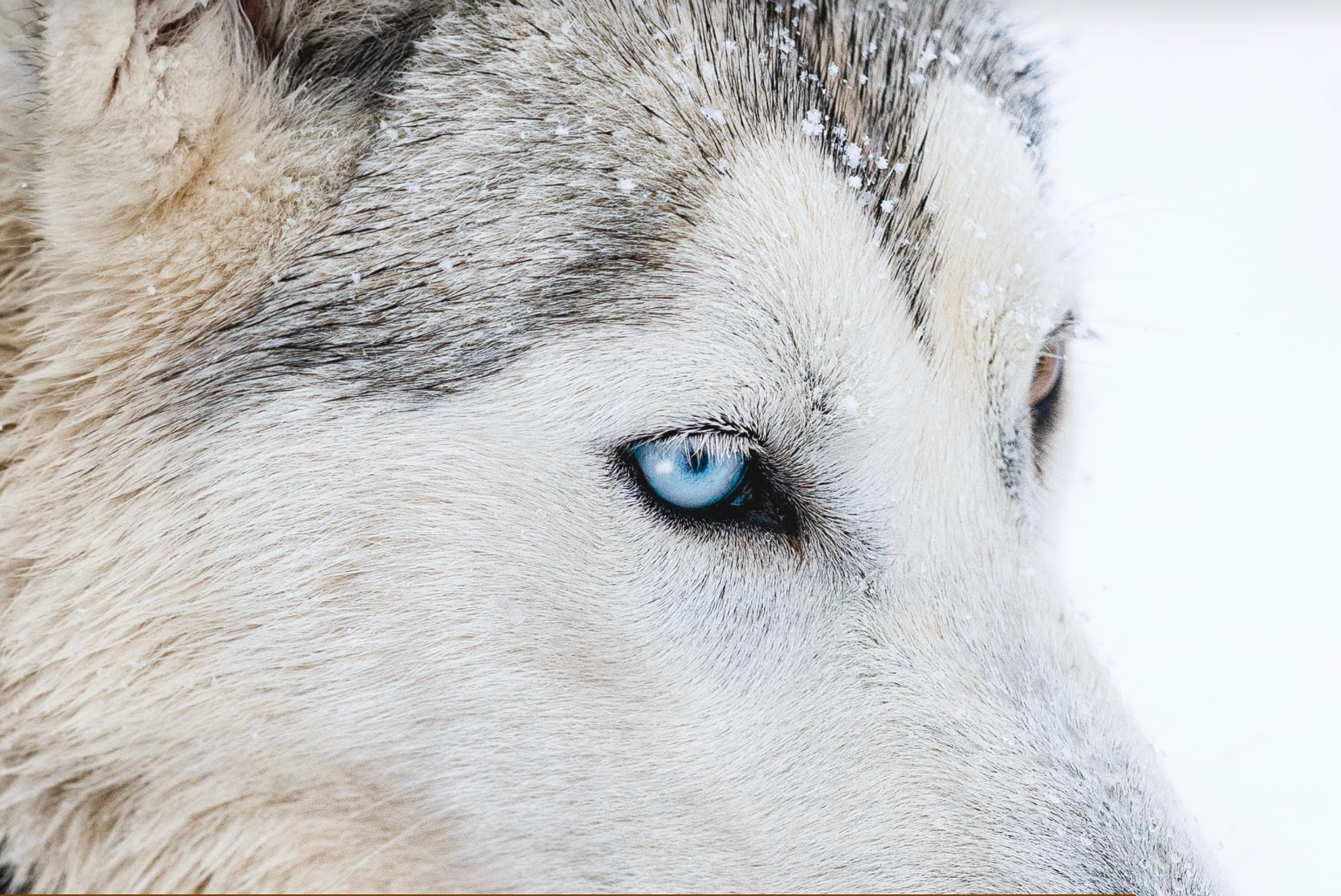 Rencontre avec notre meute de chiens nordiques