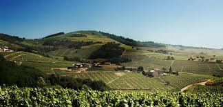 Découverte du vignoble du Beaujolais et des Maconnais blancs