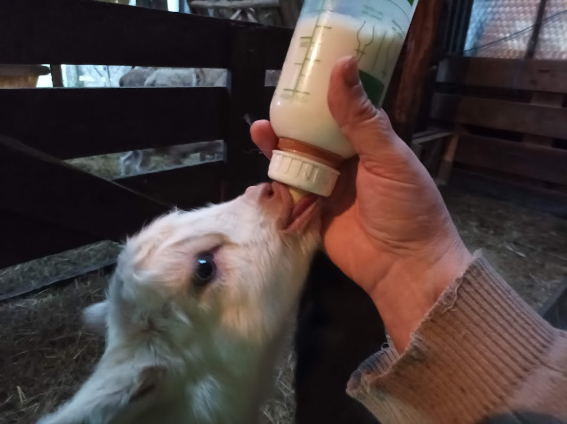Soins aux animaux de la ferme