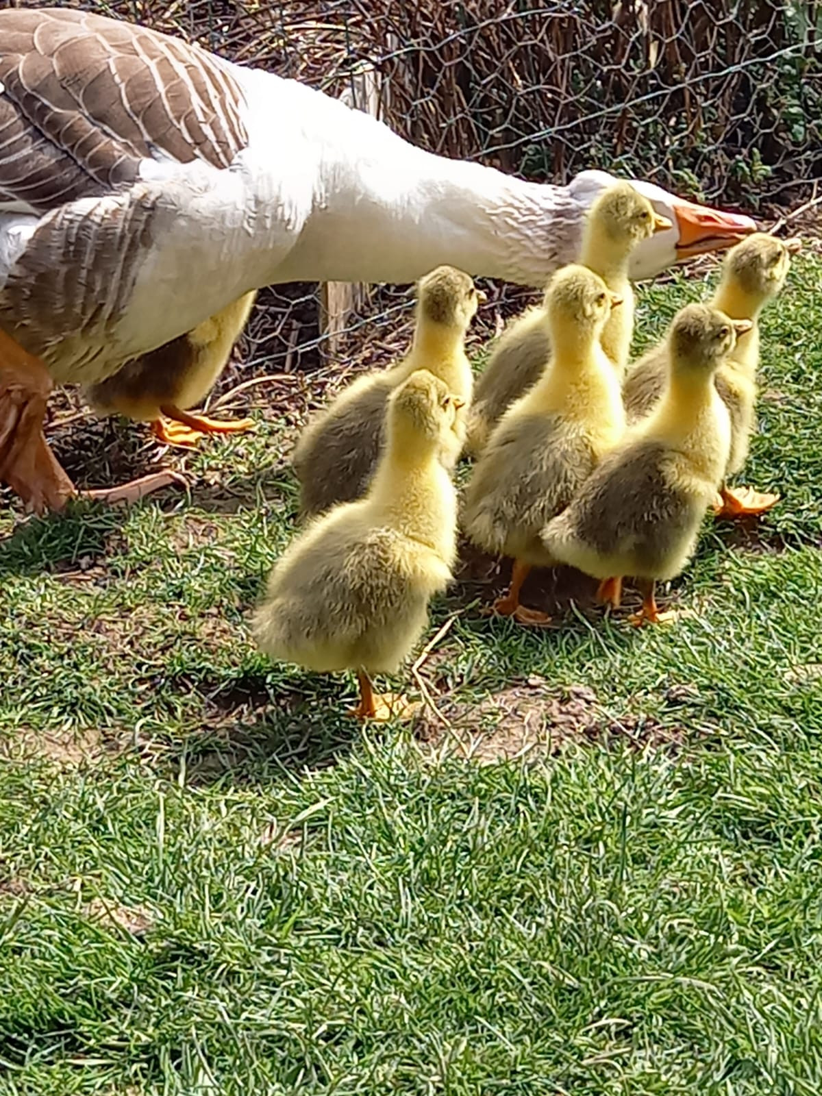 Visite de la ferme