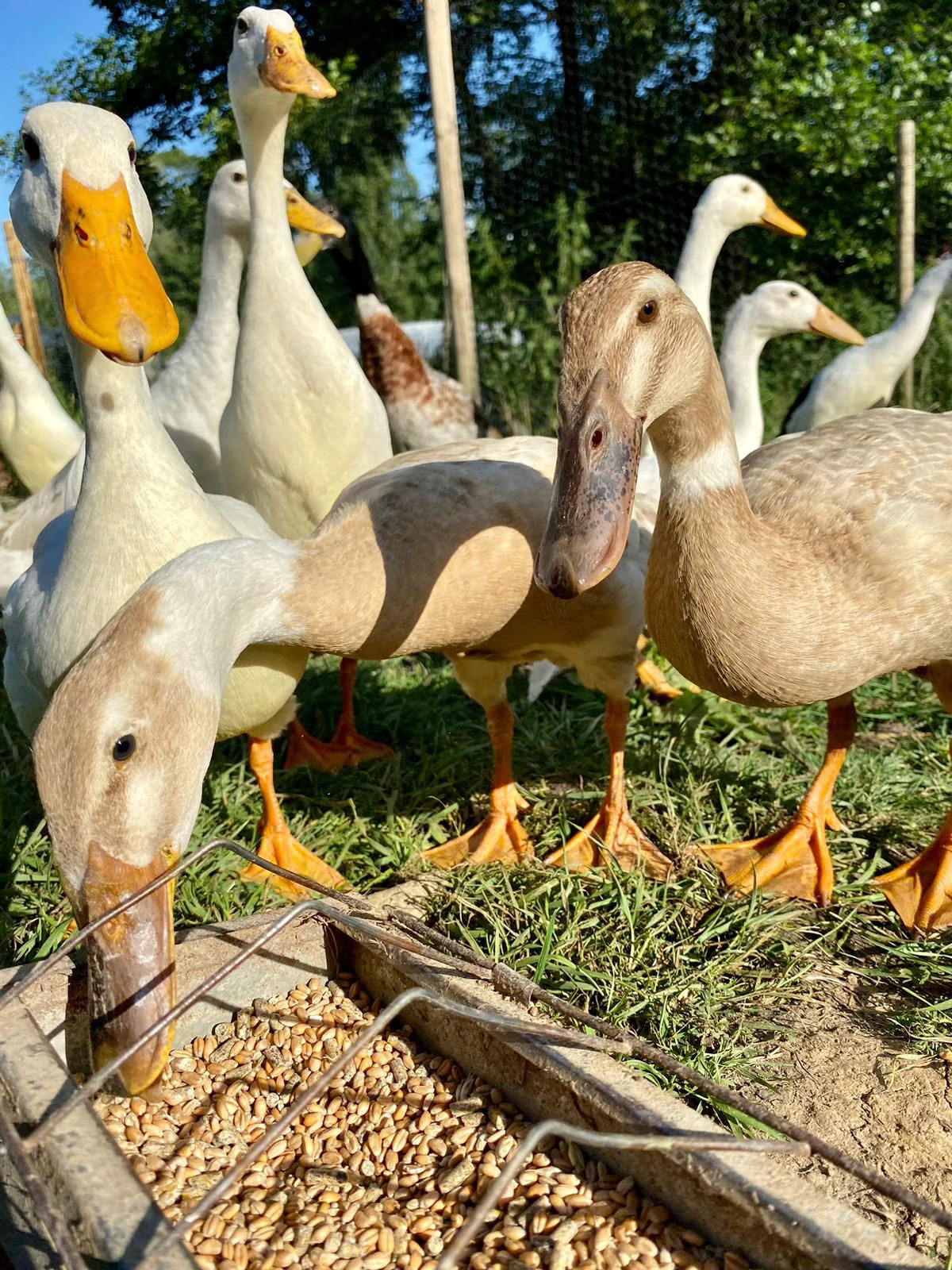 Ferme pédagogique