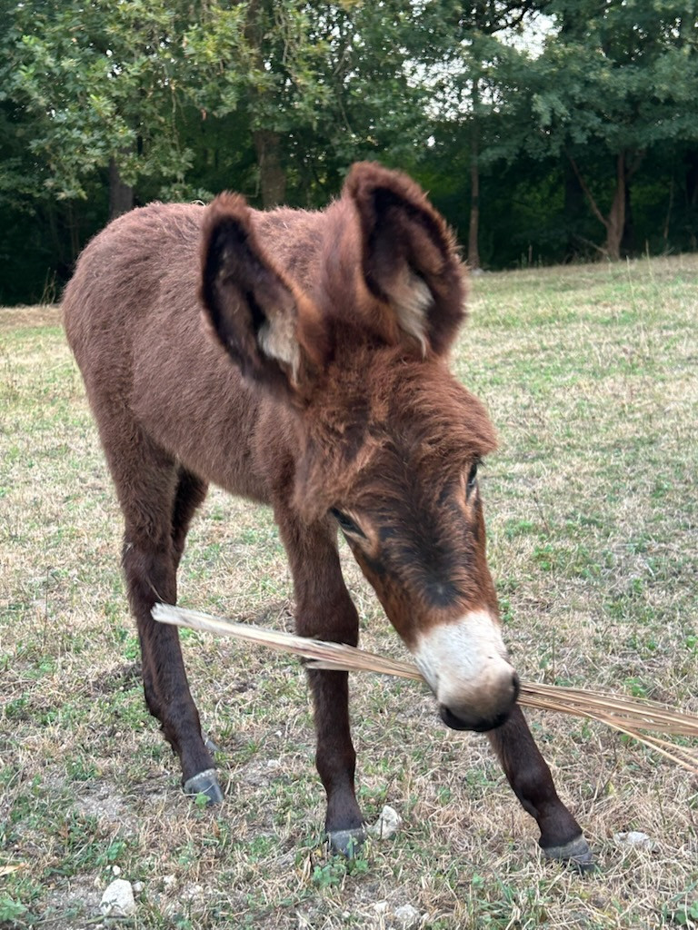Rencontrez nos animaux issus de sauvetages.