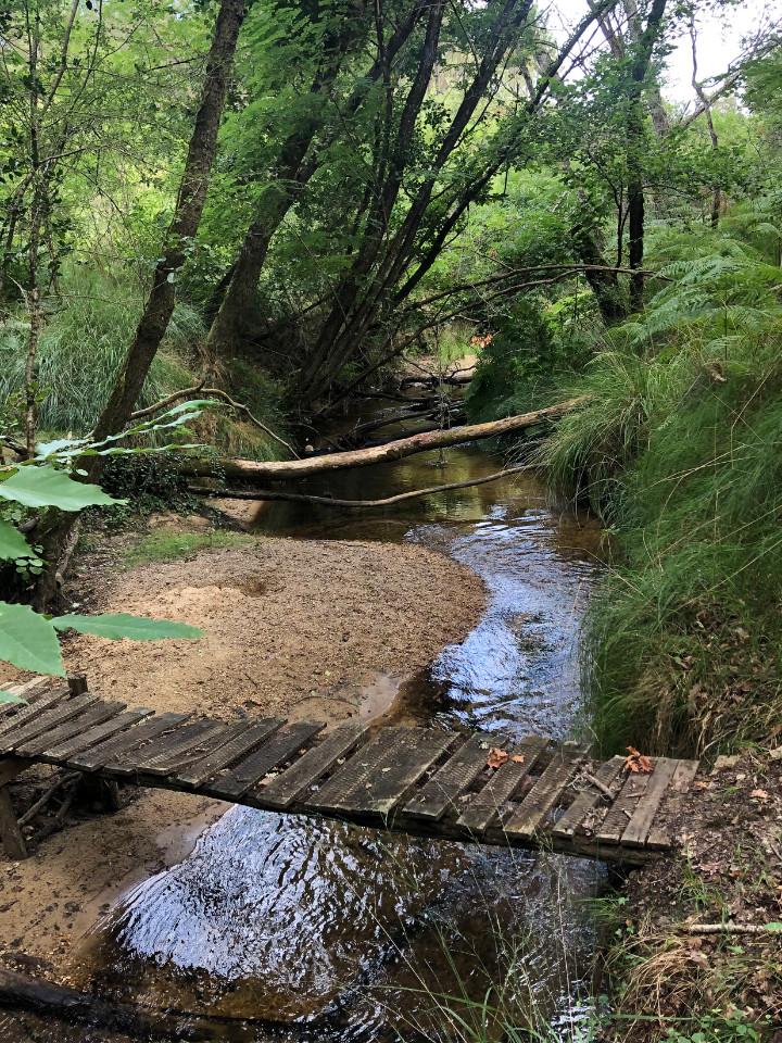 Promenade à la rivière dans les bois