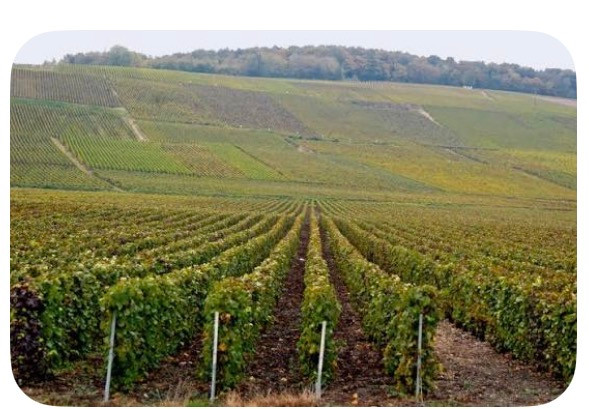 Les plus célèbres vignobles sont tout proches
