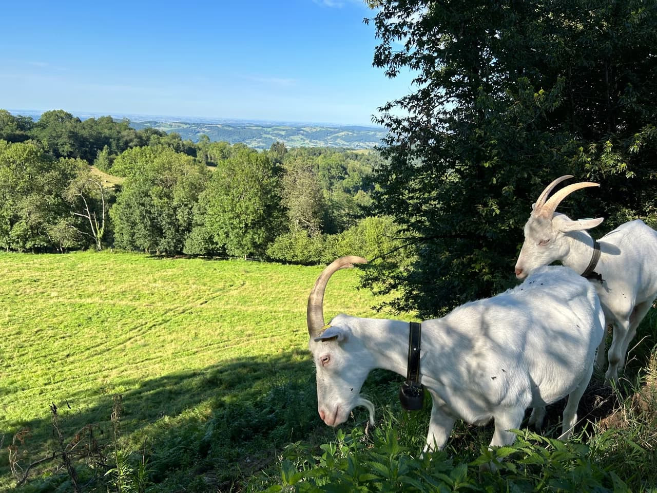 Animaux du hameau