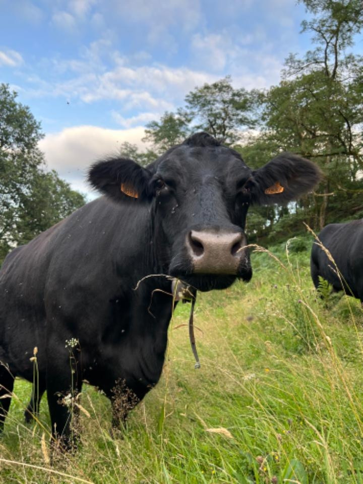 Séjour à la ferme avec les animaux