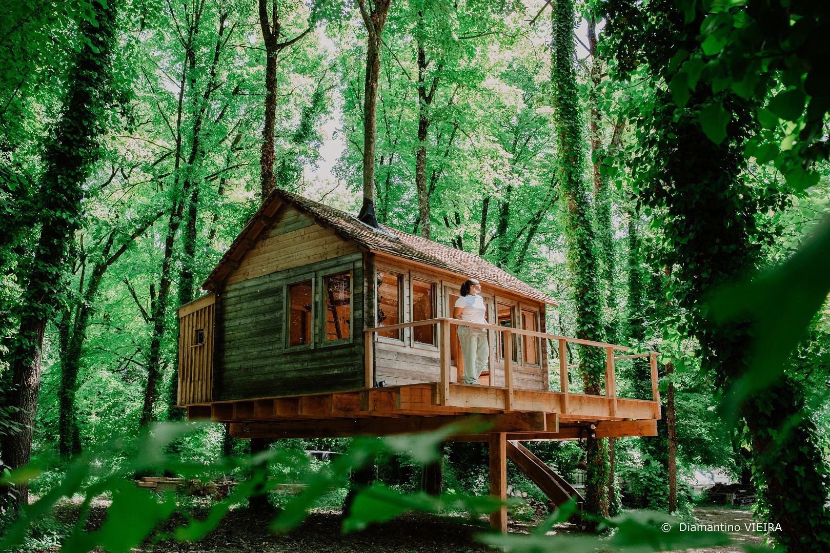 Vous êtes perchés dans les arbres