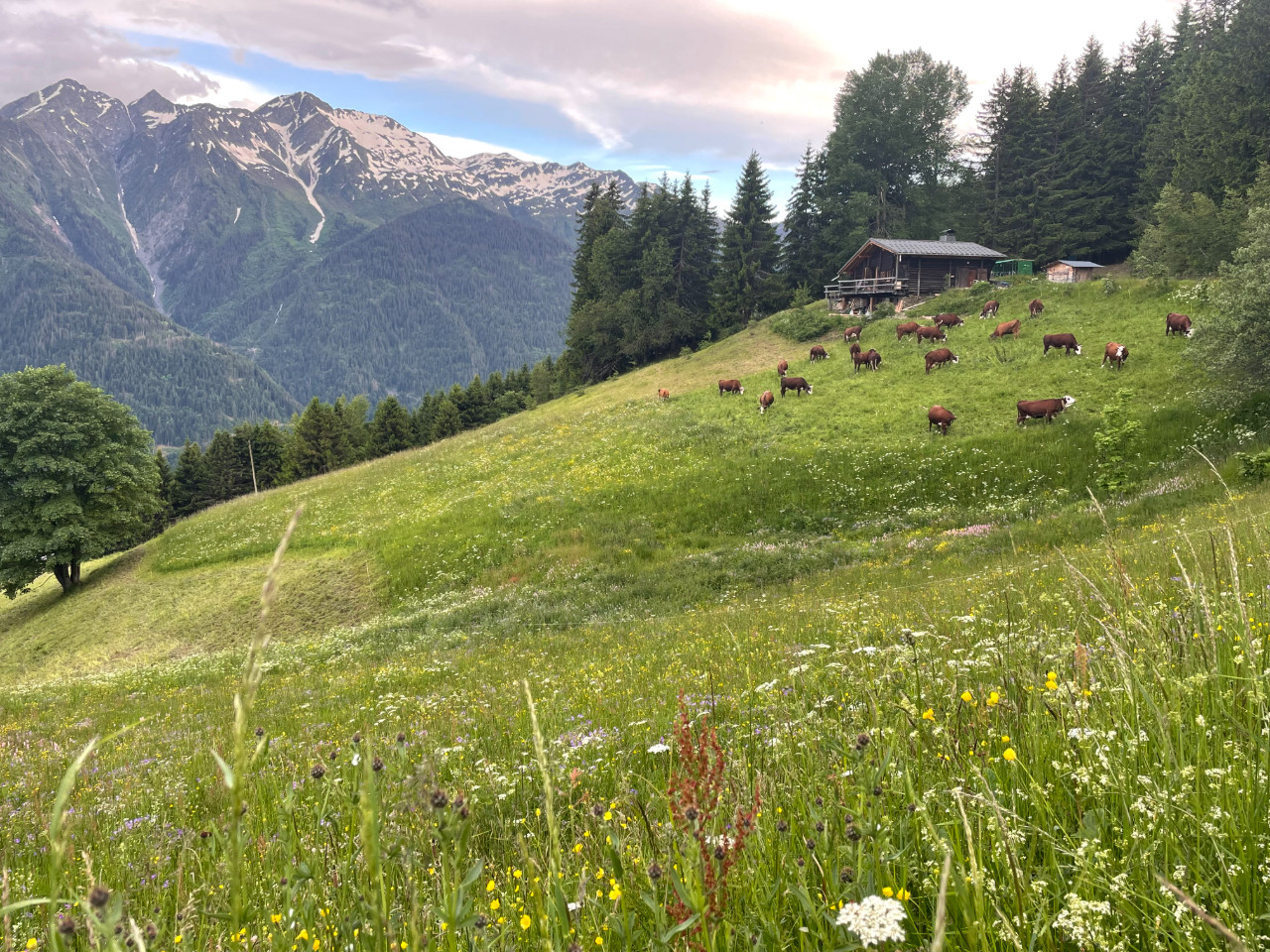Vue panoramique sur le Mont-blanc et Beaufortain
