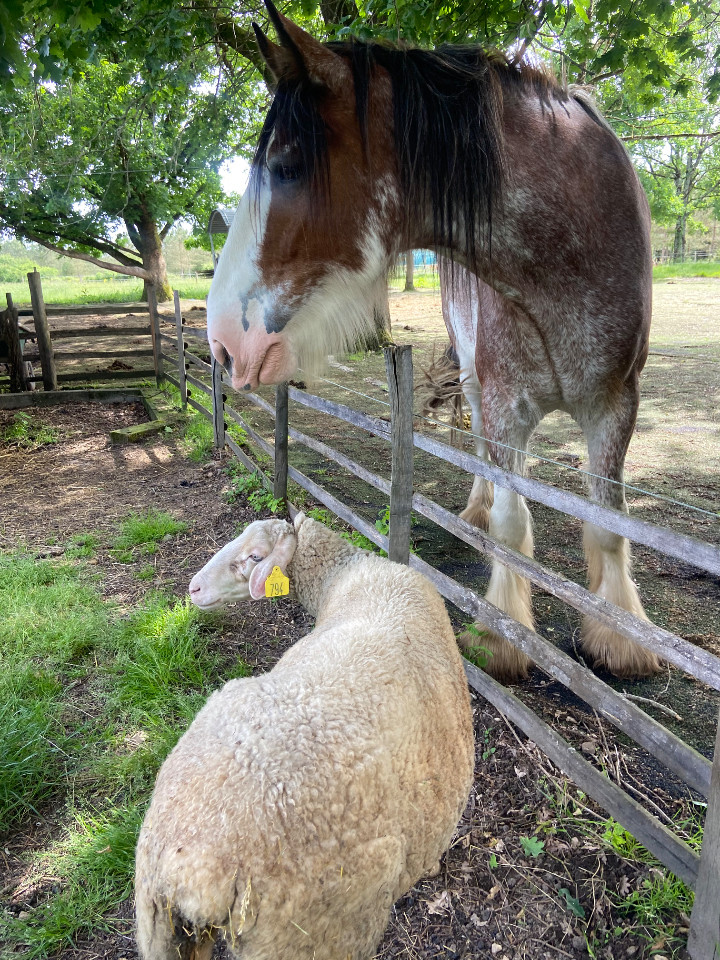 Moment de partage avec les chevaux