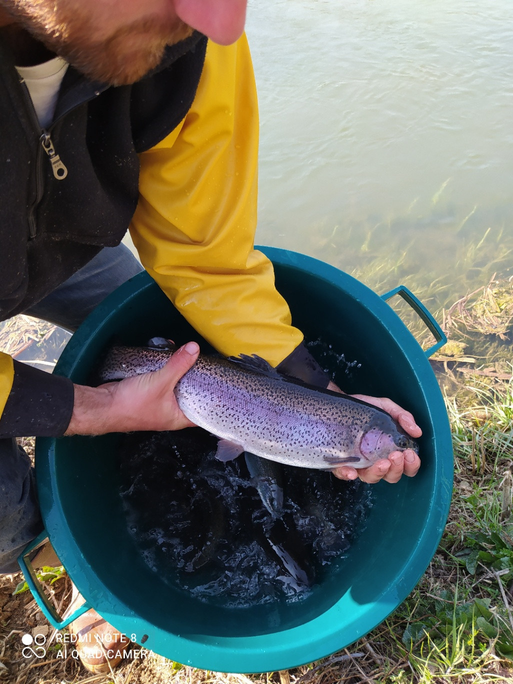Pisciculture de truite sur place
