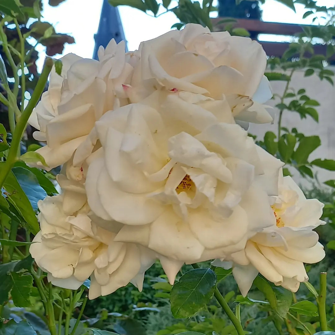 Le jardin clos et ses fleurs