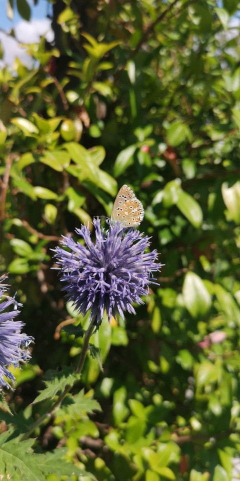 Découvrir et se familiariser avec les pratiques du jardin au naturel pour préserver la biodiversité, dénombrer et identifier les oiseaux de ce refuge LPO