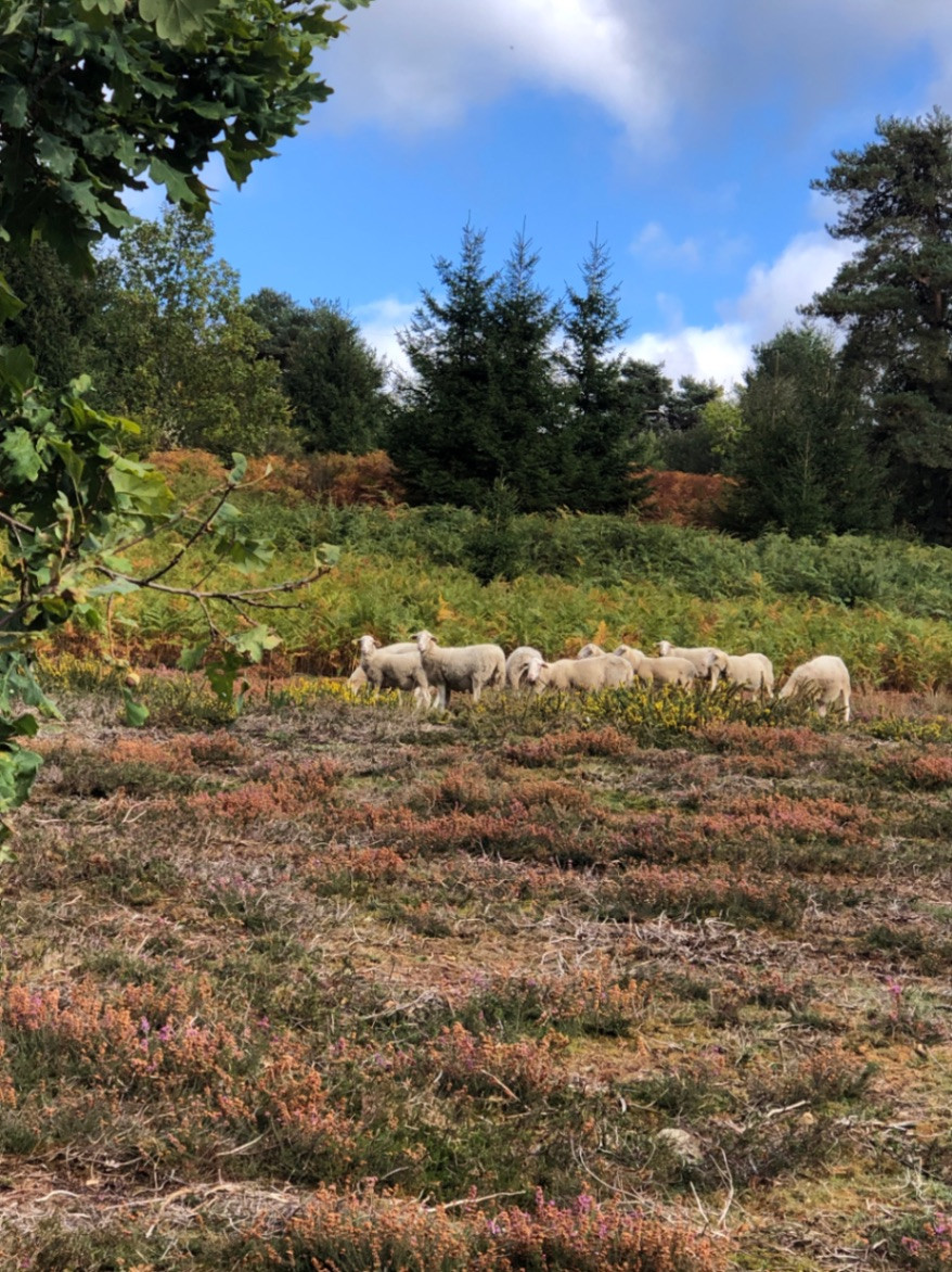 Randonnées en forêt.