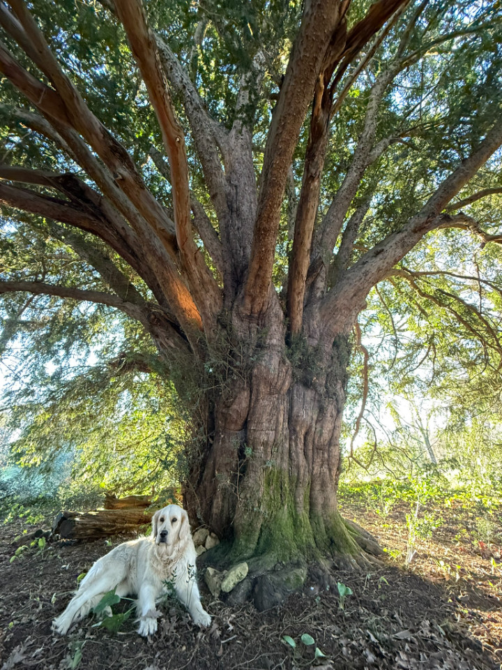 Site nature de 4 ha : jardins, bois, grotte et if tricentenaire