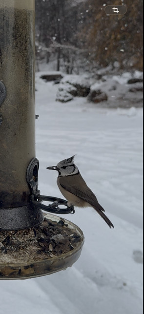 Poste d'observation des oiseaux de montagne