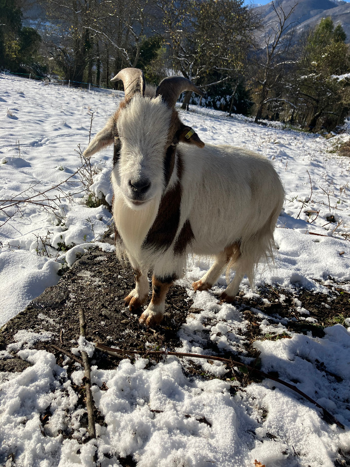 Visite de la mini-ferme avec ses petits animaux, deux moutons d'Ouessant, quatre chèvres, des coqs et des poules et leurs poussins !