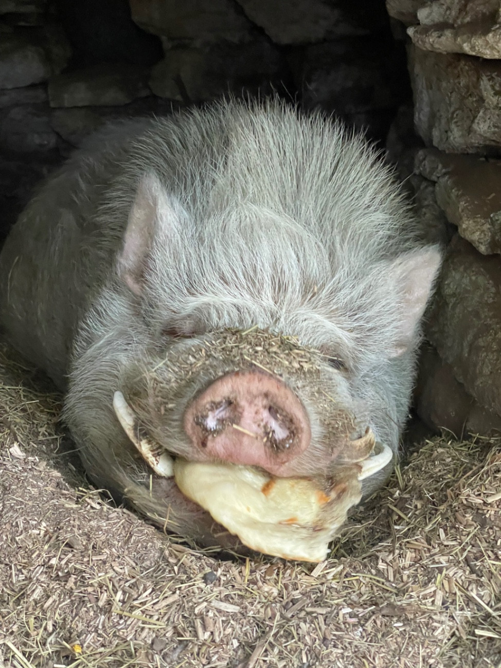 Passez du temps avec notre cochon gentil