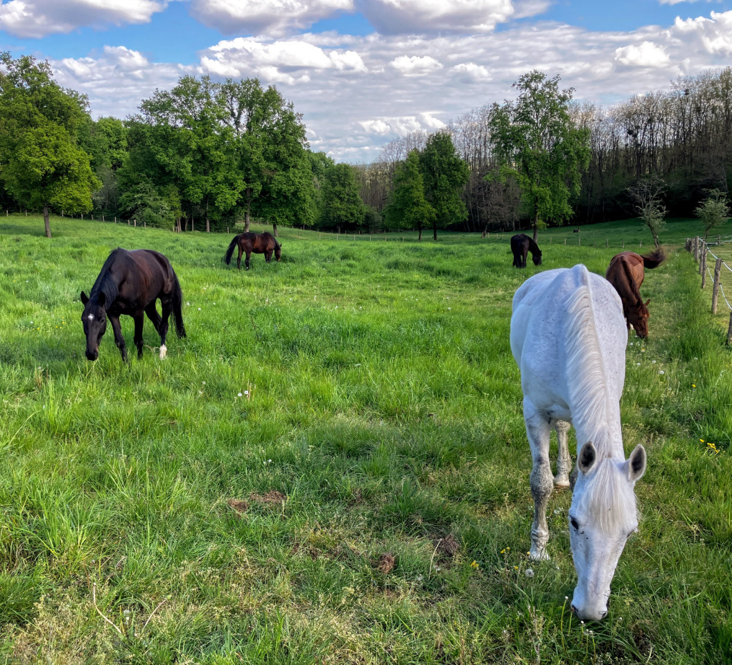 Visite de l'élevage et connaissance des chevaux