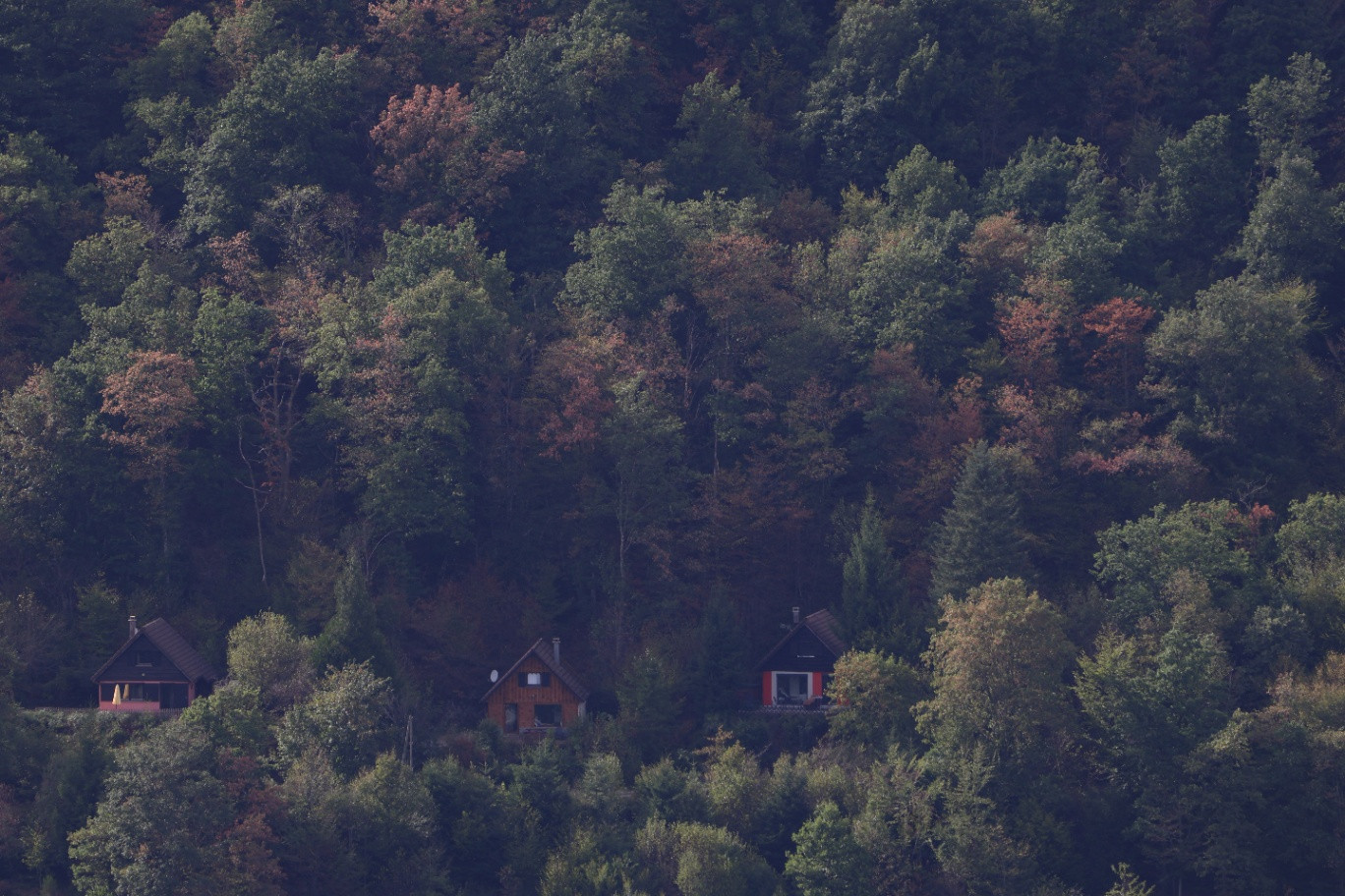 Entouré par la forêt